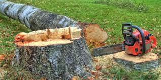 Pine Valley, CA Tree Care Company