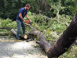 Best Tree Risk Assessment  in Pine Valley, CA