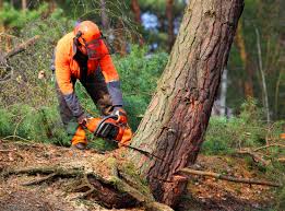 Best Tree Maintenance Programs  in Pine Valley, CA