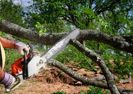 Tree and Shrub Care in Pine Valley, CA