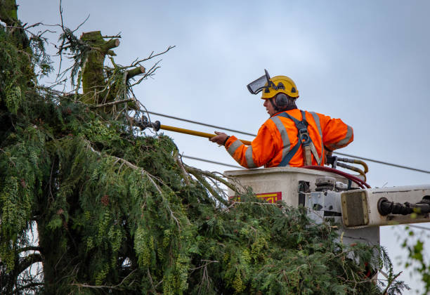 Best Palm Tree Trimming  in Pine Valley, CA