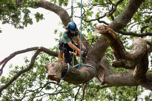 Best Arborist Consultation Services  in Pine Valley, CA