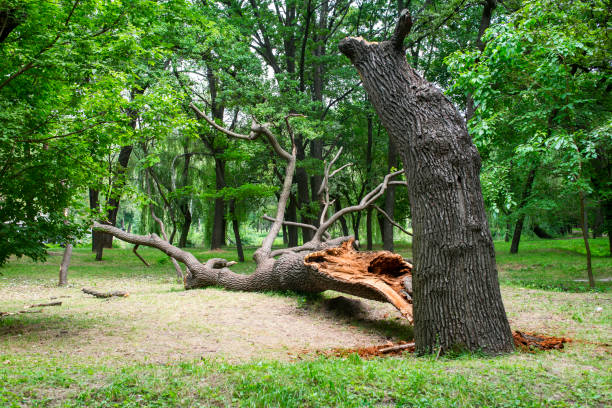 Best Lawn Maintenance Plans  in Pine Valley, CA