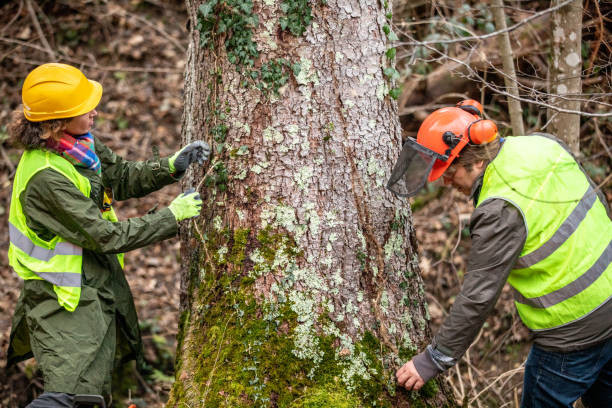 Best Tree Mulching  in Pine Valley, CA