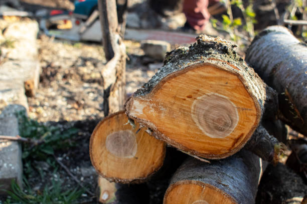 Best Firewood Processing and Delivery  in Pine Valley, CA