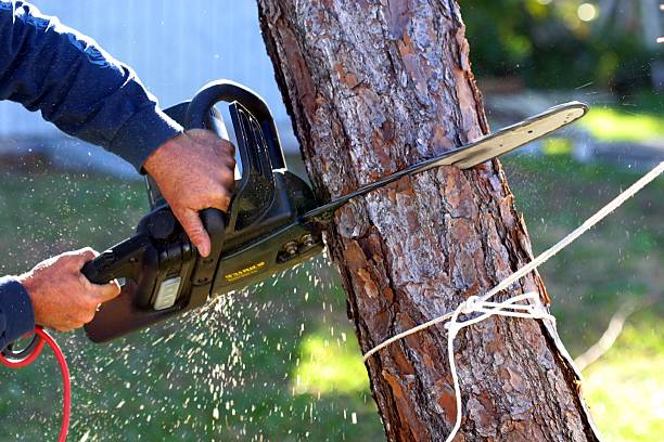 How Our Tree Care Process Works  in  Pine Valley, CA