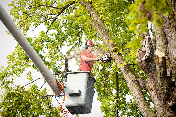 Best Storm Damage Tree Cleanup  in Pine Valley, CA
