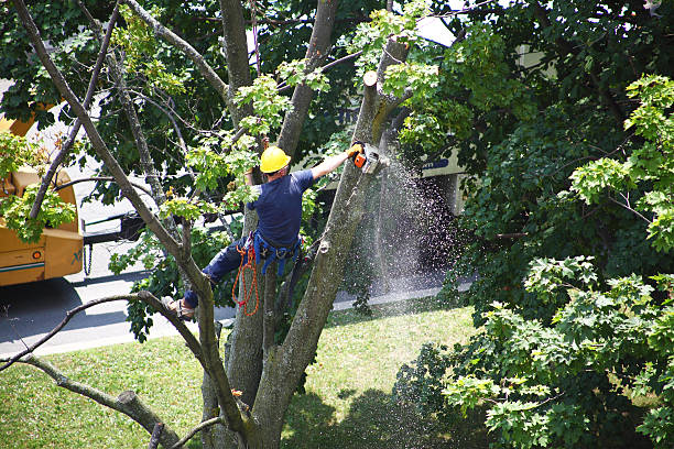 Best Tree Preservation Services  in Pine Valley, CA
