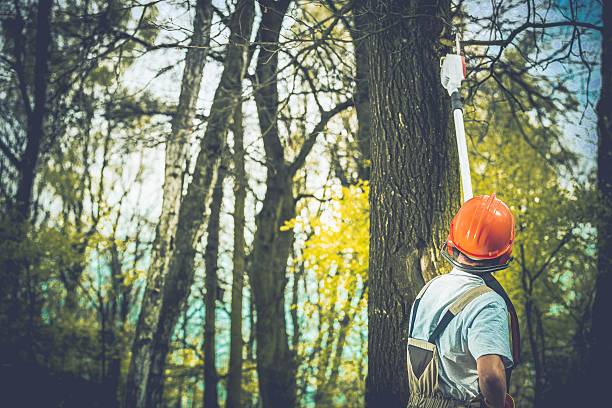 Best Leaf Removal  in Pine Valley, CA