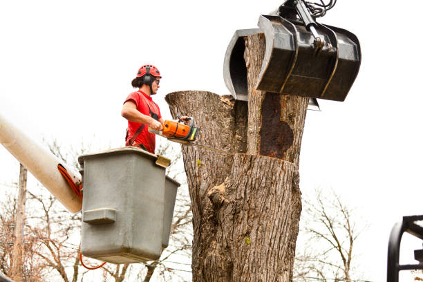 Best Aeration Services  in Pine Valley, CA